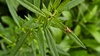 개망초 잎의 아기스라소니거미 (Oxyopes licenti)