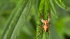 개망초 잎의 아기스라소니거미 (Oxyopes licenti) (부분확대)