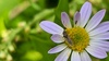 벌개미취 꽃의 애긴노린재 (Nysius plebeius) (추정)