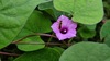 별나팔꽃에 앉은 구리꼬마꽃벌 (Seladonia aeraria)