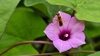 별나팔꽃에 앉은 구리꼬마꽃벌 (Seladonia aeraria)