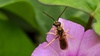 별나팔꽃에 앉은 구리꼬마꽃벌 (Seladonia aeraria) (부분확대)