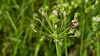 부추열매의 알락수염노린재 (Dolycoris baccarum) 약충