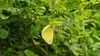풀잎에 매달린 남방노랑나비 (Eurema hecabe)