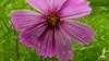 살사리꽃의 꼬마꽃등에 (Sphaerophoria scripta) 수컷