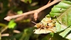 쌍살벌 --> 꼬마쌍살벌? (Polistes japonicus) (추정) (부분확대)