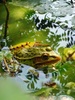 [옛사진] 작은 연못의 참개구리 (Pelophylax nigromaculatus)