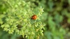 환삼덩굴 꽃의 무당벌레 (Harmonia axyridis)