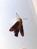 [옛사진] 창문의 작은검은꼬리박각시 (Macroglossum bombylans)