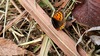 마른 풀잎의 작은주홍부전나비 (Lycaena phlaeas)
