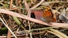 마른 풀잎의 작은주홍부전나비 (Lycaena phlaeas)