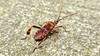 소나무허리노린재 (Leptoglossus occidentalis)