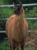 Llama (Lama glama)