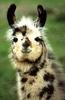 Llama (Lama glama)