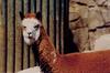 Llama (Lama glama)