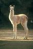 Llama (Lama glama)  -- San Diego Zoo