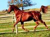 Domestic Horse (Equus caballus)  running