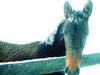Domestic Horse (Equus caballus)