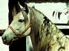 Domestic Horse (Equus caballus)  head