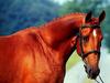 Domestic Horse (Equus caballus)  head