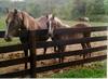 Domestic Horses (Equus caballus)