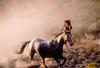 Domestic Horses (Equus caballus)  running
