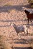 Domestic Horses (Equus caballus)  running