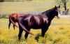 Domestic Horse (Equus caballus)