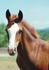 Domestic Horse (Equus caballus)  colt head