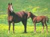 Domestic Horses (Equus caballus)  mother and foal