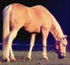 Domestic Horse (Equus caballus)