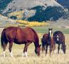 Domestic Horses (Equus caballus)