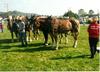 Domestic Horse (Equus caballus)