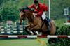 Domestic Horse (Equus caballus)