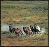 Domestic Horses (Equus caballus)  running