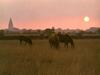 Domestic Horses (Equus caballus)  - Gotland Island, Sweden