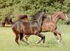 Domestic Horses (Equus caballus)  running