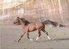 Domestic Horse (Equus caballus)  running