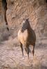 Domestic Horse (Equus caballus)