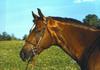 Domestic Horse (Equus caballus)  head