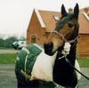Domestic Horse (Equus caballus)