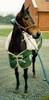 Domestic Horse (Equus caballus)