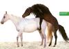 Domestic Horses (Equus caballus)  mating - Ad ' United Colors of Benetton'