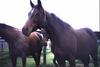 Domestic Horse (Equus caballus)