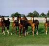 Domestic Horses (Equus caballus)