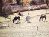 Domestic Horses (Equus caballus)