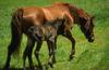 Domestic Horses (Equus caballus)  mother and foal