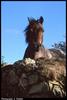 Domestic Horse (Equus caballus)