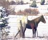 Domestic Horse (Equus caballus)  white horse