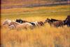 Domestic Horses (Equus caballus)  running